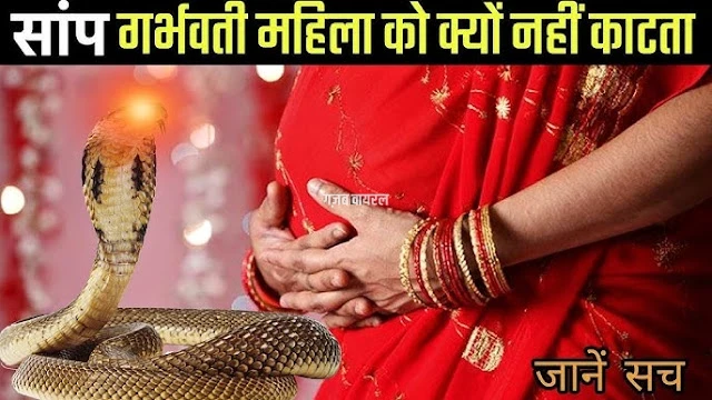 गर्भवती महिलाओं को क्यों नहीं काटते सांप? विज्ञान ने खोज निकाला अनोखा राज, कारण जान आप भी कहेंगे 'अद्भुत!'
