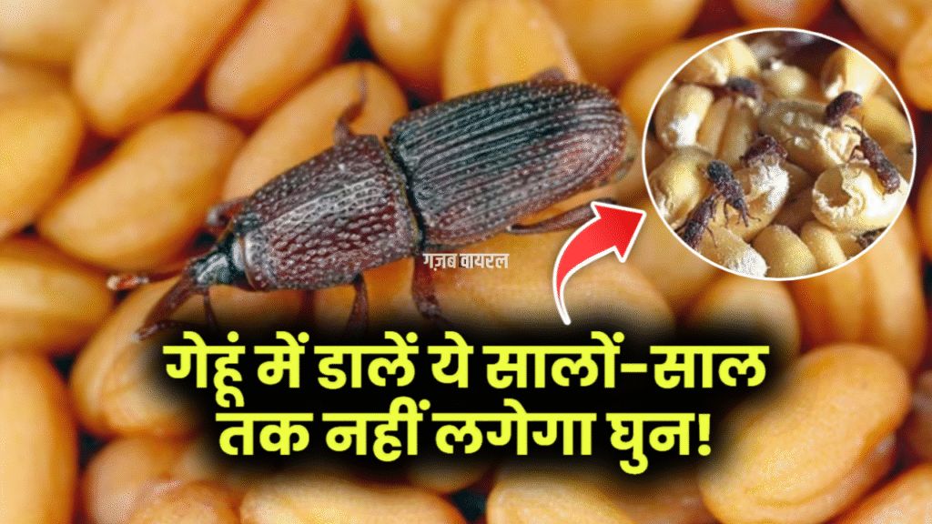 गेहूं में डालें ये सालों-साल तक नहीं लगेगा घुन! कीड़े-मकोड़े पास भी नहीं आते